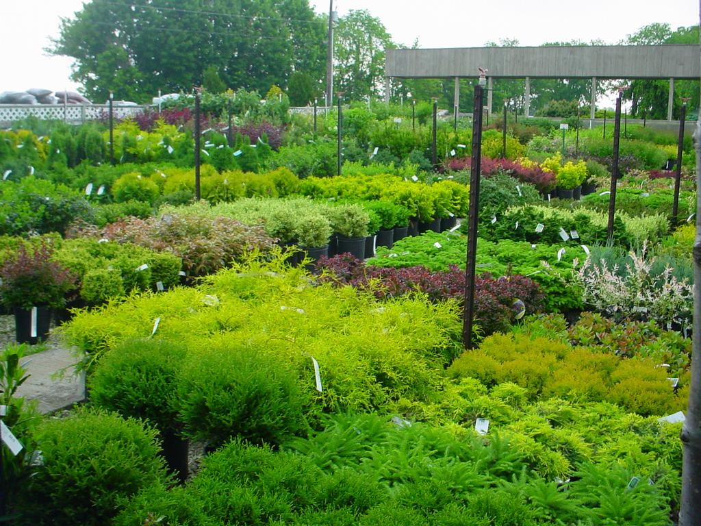 Sauder's Nursery East Earl PA 17519 7173549851 Landscaping